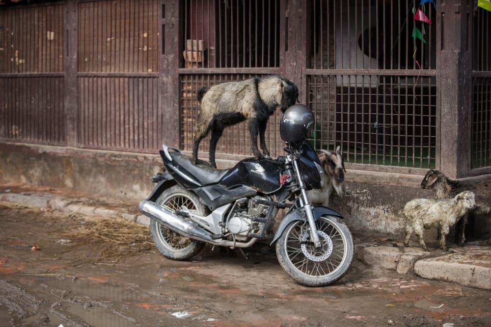 Curious Goats Motorcycle by Luís Godinho — canvas wall art