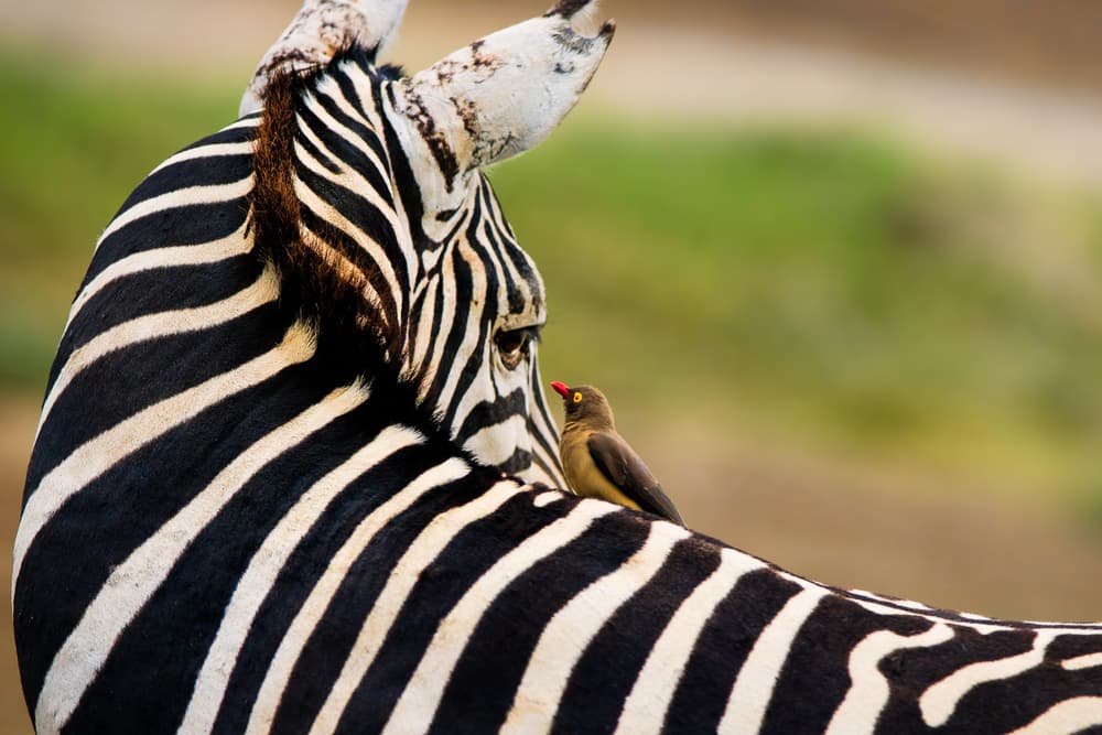 African Zebra and Bird by John Fan — canvas wall art