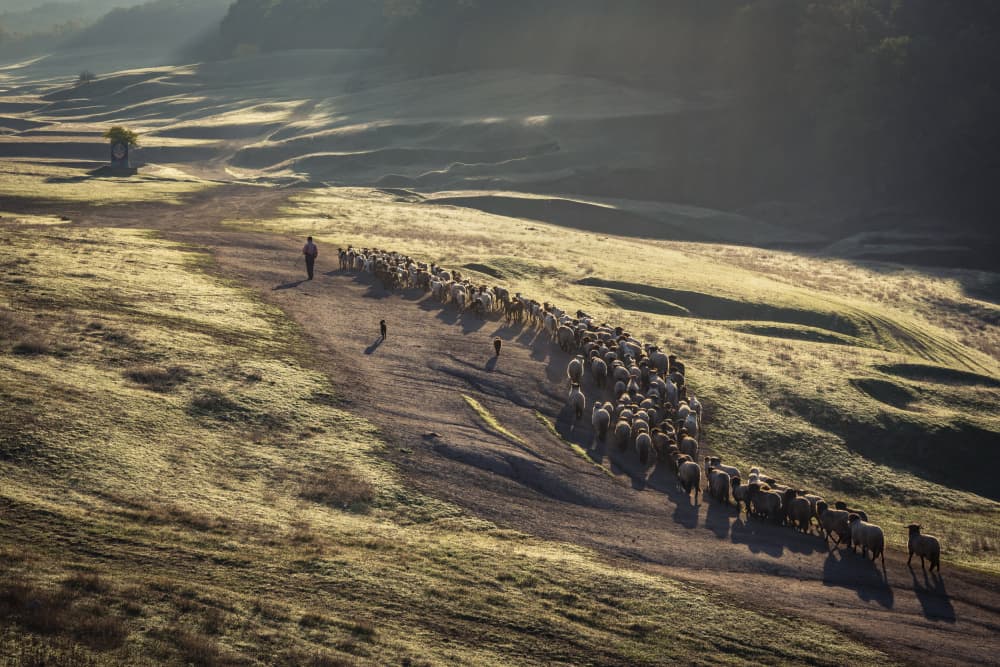 Shepherd Herding Sheep Morning by Sebastian Prioteasa — canvas wall art
