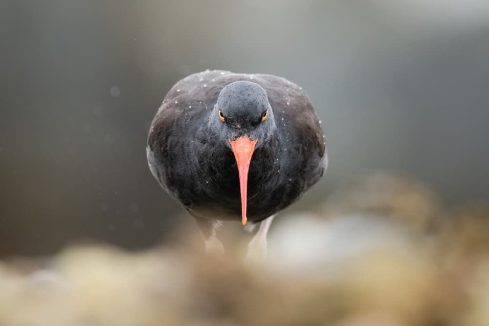 Black Oystercatcher Gaze by Jinchao Lyu — canvas wall art