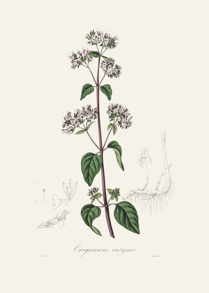 Oregano (origanum Vulgare) Medical Botany by John Stephenson and James Morss Churchill — canvas wall art