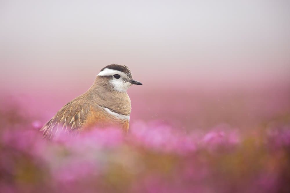 Bird Among Pink Flowers by Magnus Renmyr — canvas wall art