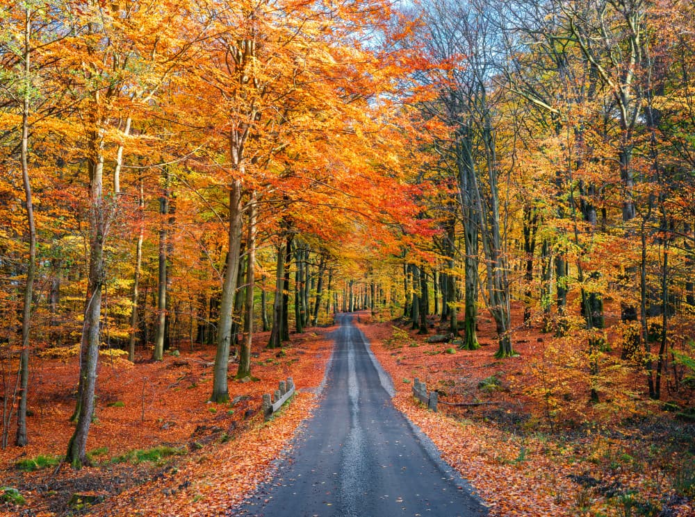 Vibrant Autumn Drive by Christian Lindsten — canvas wall art