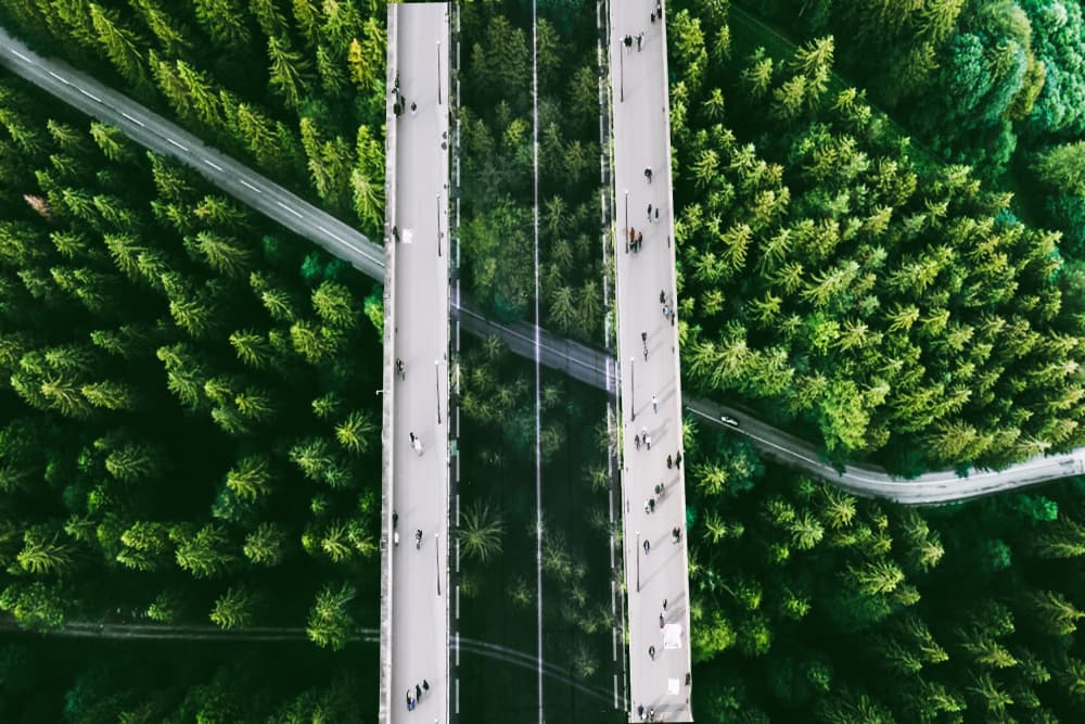 Aerial Forest Bridges by Ciupureanu Dan — canvas wall art