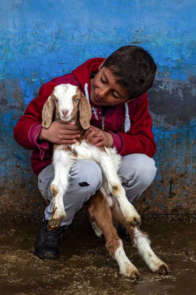 Boy with Baby Goat by Zühdü Bilgin — canvas wall art