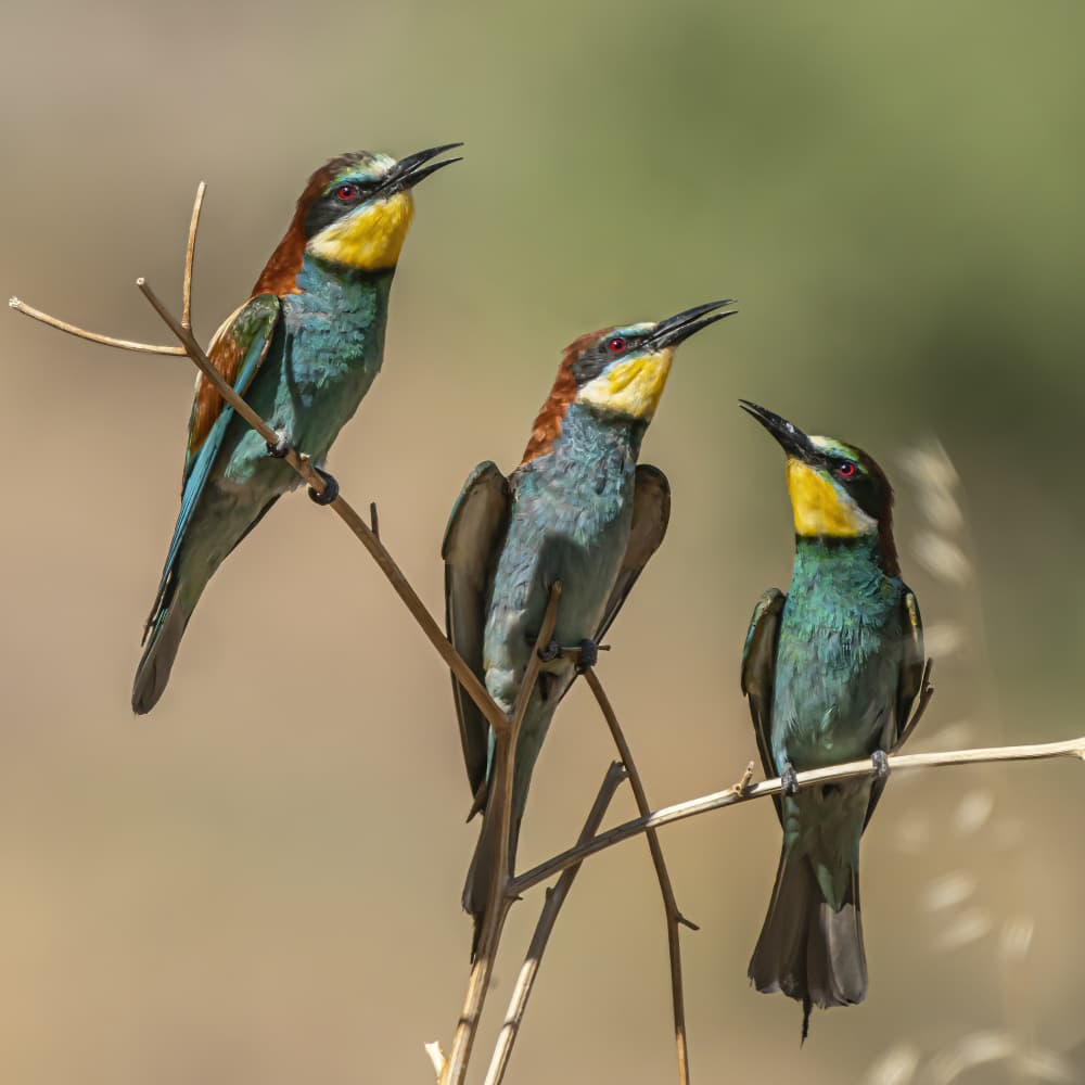Three Colorful Bee-eaters by Boris Lichtman — canvas wall art