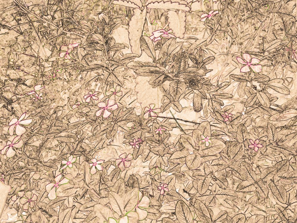 Sepia Botanical Sketch by Santhosh ch — canvas wall art
