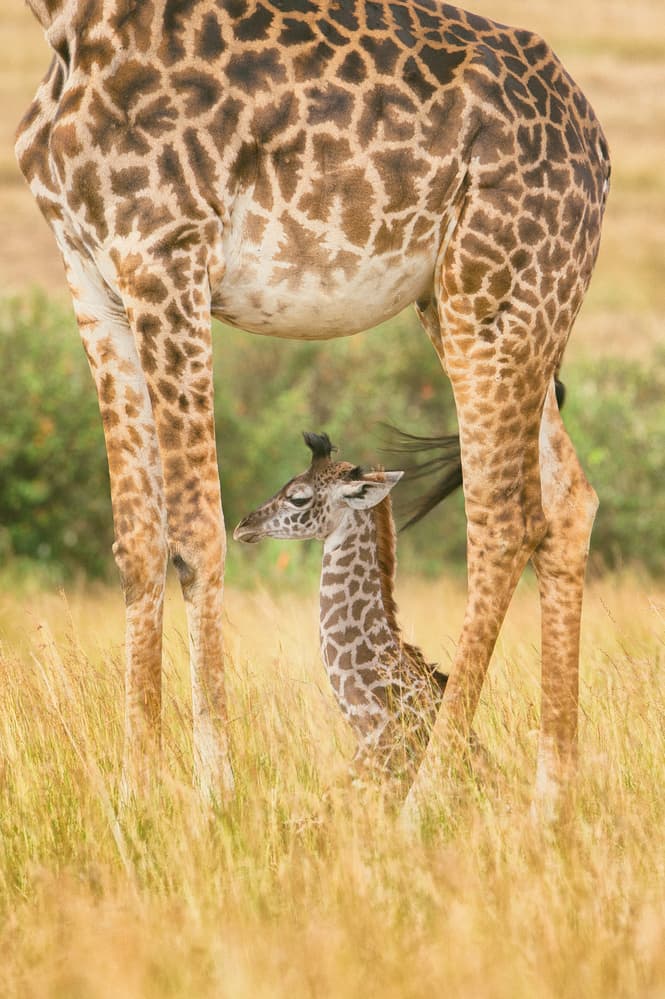 Sleeping Giraffe Calf by Mohammed Alnaser — canvas wall art