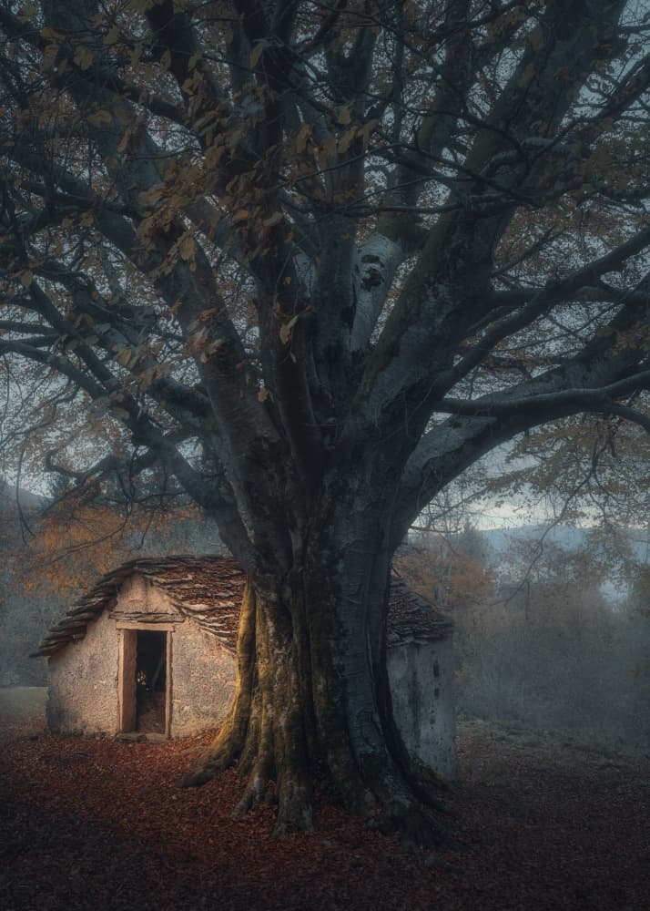Mysterious Forest Cabin by Thomas de Franzoni — canvas wall art