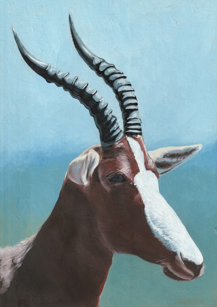 Majestic Blesbok Portrait by Viccy Wanliss — canvas wall art