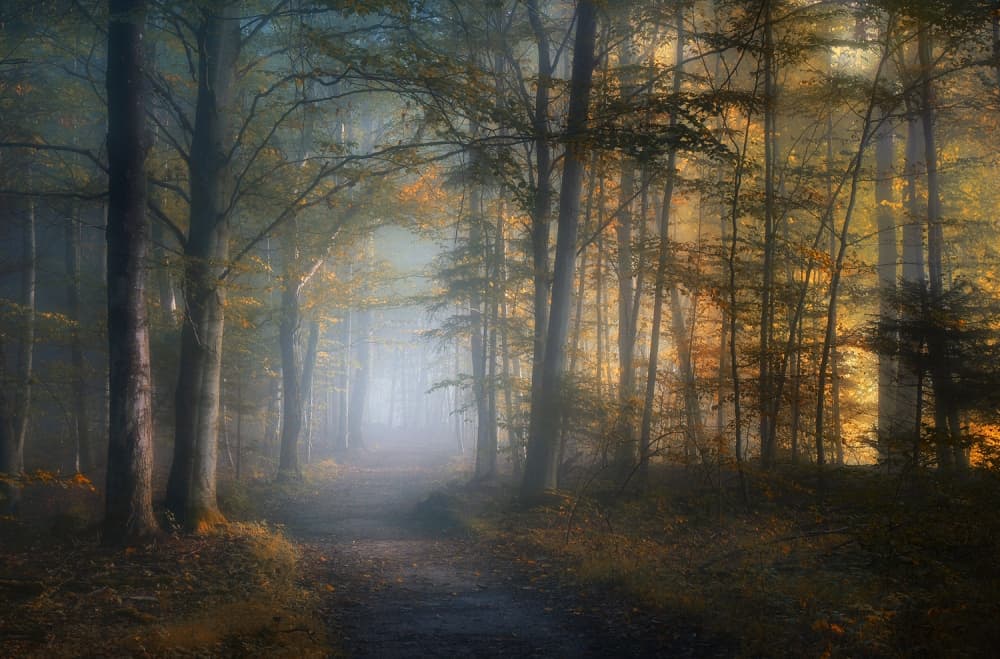 Golden Forest Path
