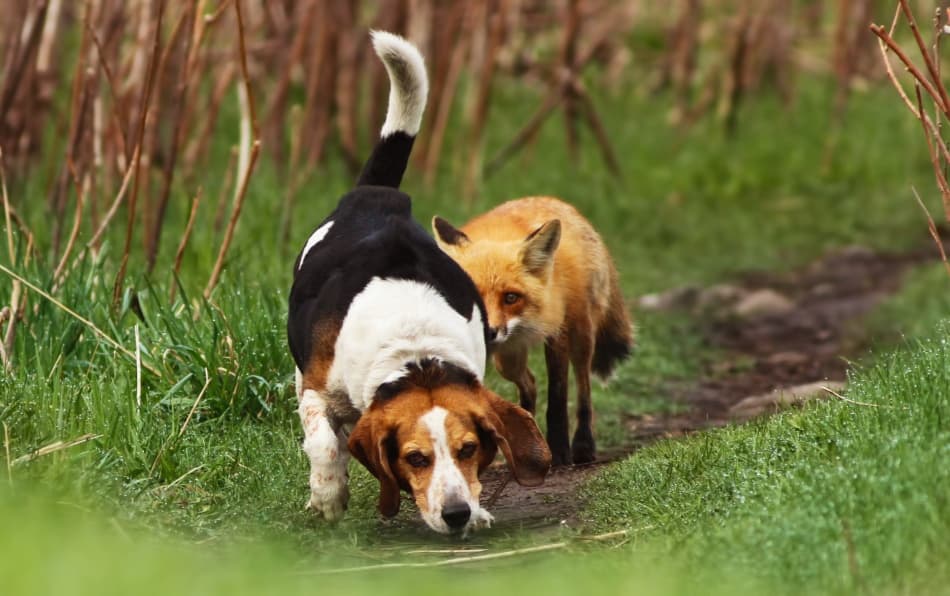 Beagle And Fox Encounter by Mircea Costina — canvas wall art