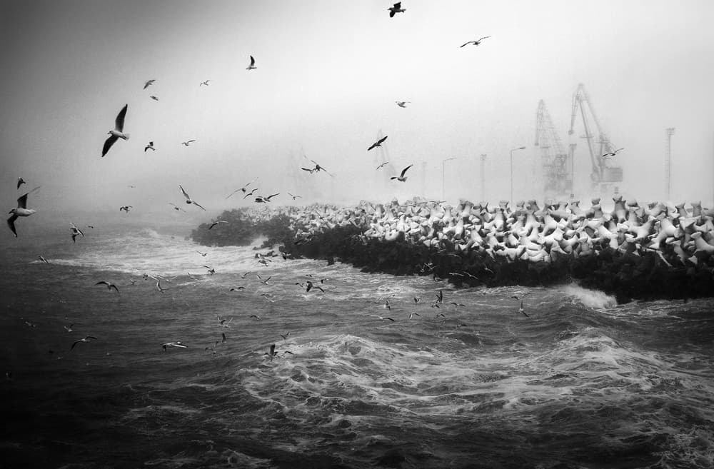 Wild Waves Harbor Birds by Elena Raceala — canvas wall art