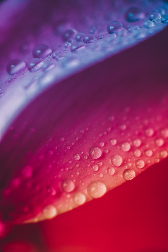 Vibrant Petal Drops by Javier Pardina — canvas wall art