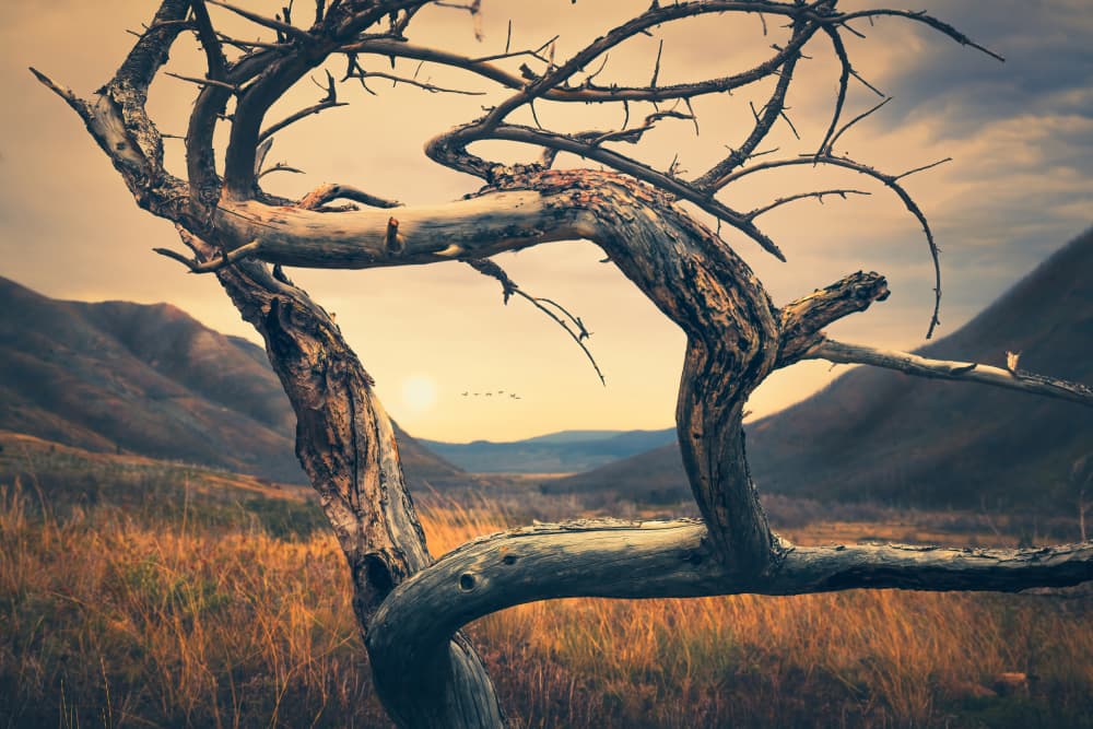 Gnarled Tree Golden Hour by Alex Zhao — canvas wall art