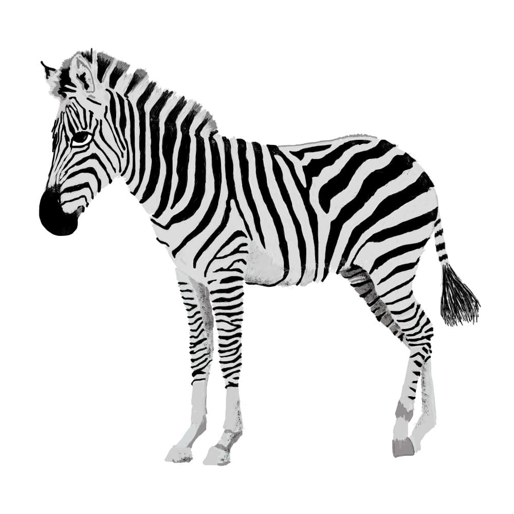 Standing Zebra Stripes by Lynnda Rakos — canvas wall art