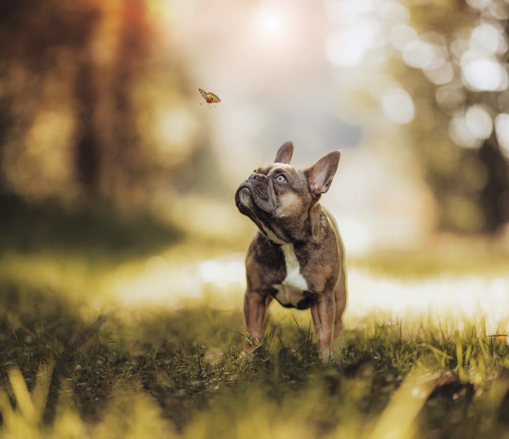 French Bulldog And Butterfly by Klaus Grimm — canvas wall art