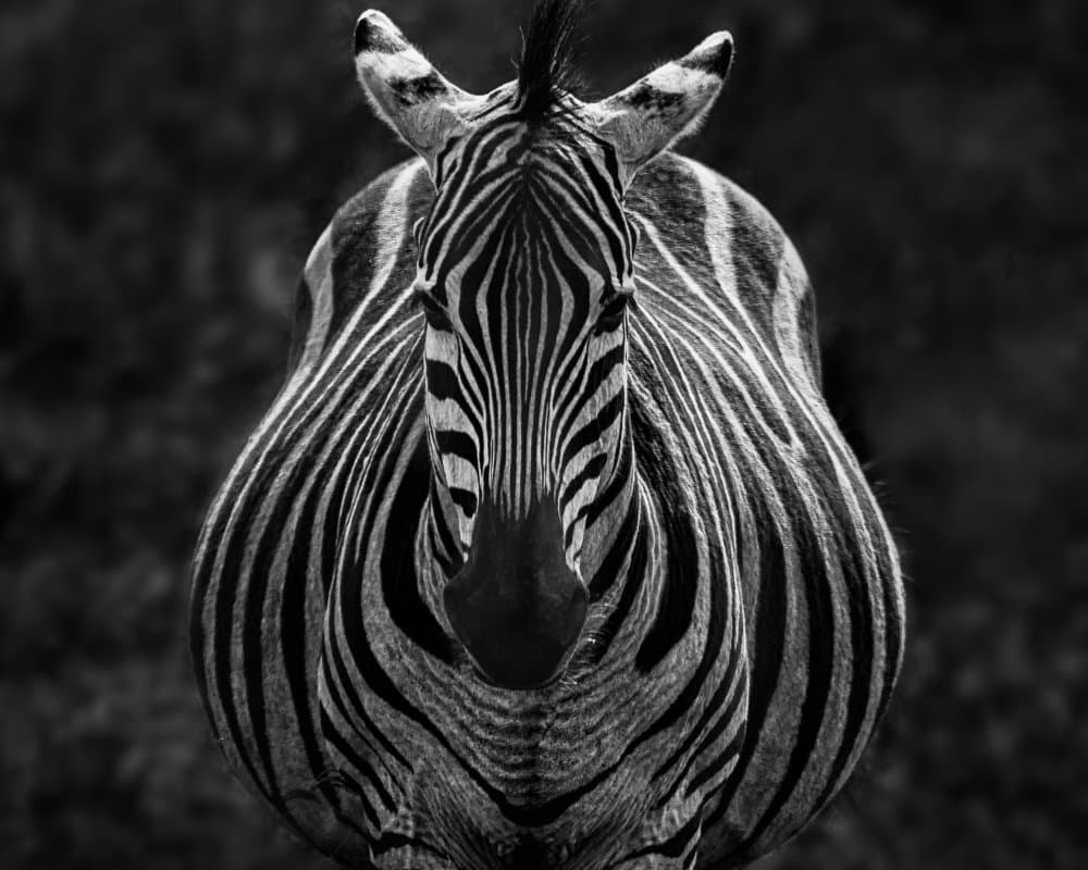 Monochrome Zebra Portrait by Jiong Chen — canvas wall art
