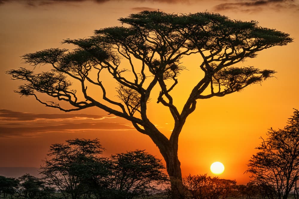 Golden Savanna Sunset by Jeffrey C. Sink — canvas wall art