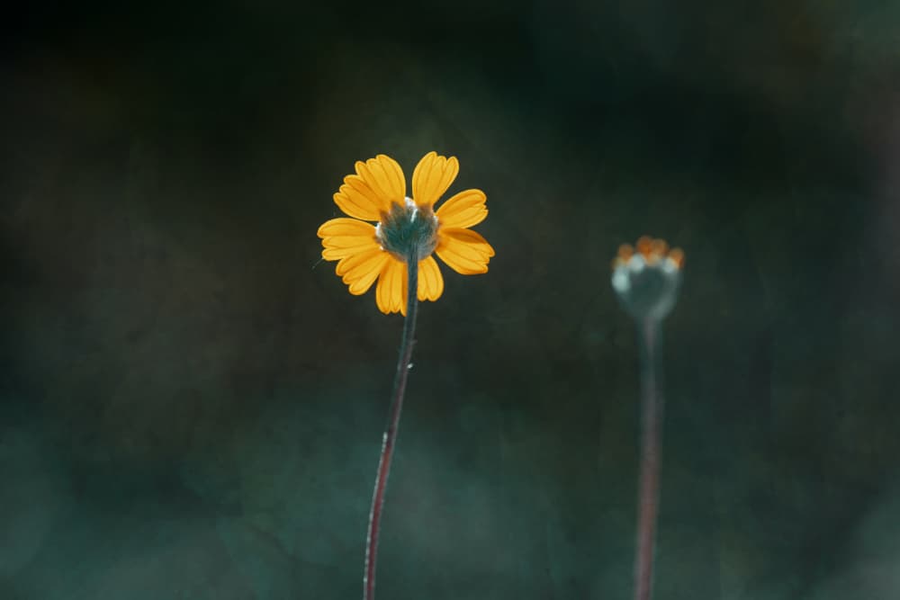 Quiet Yellow Flower by Xiang yang Cui — canvas wall art