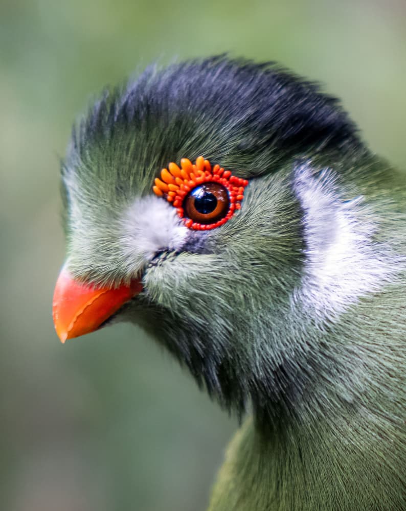 Vibrant Green Turaco by Hamza Qarooni — canvas wall art