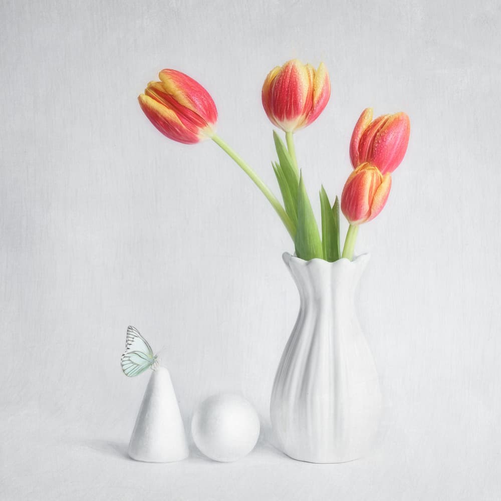 Spring Tulips Butterfly by Cristiano Giani — canvas wall art