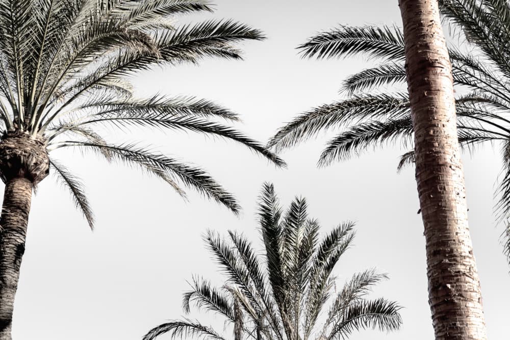 Palm Tree Sky by Pictufy Studio III — canvas wall art