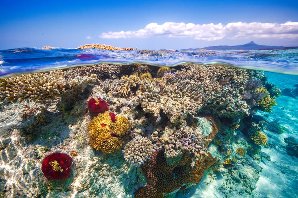 Tropical Coral Split View by Barathieu Gabriel — canvas wall art