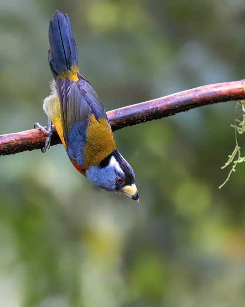 Colorful Tropical Bird by Siyu_Wei APA — canvas wall art