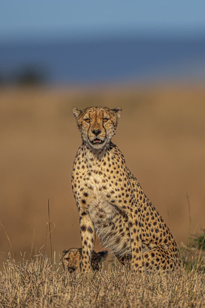 Cheetah Mother and Cub by Yogesh Bhatia — canvas wall art