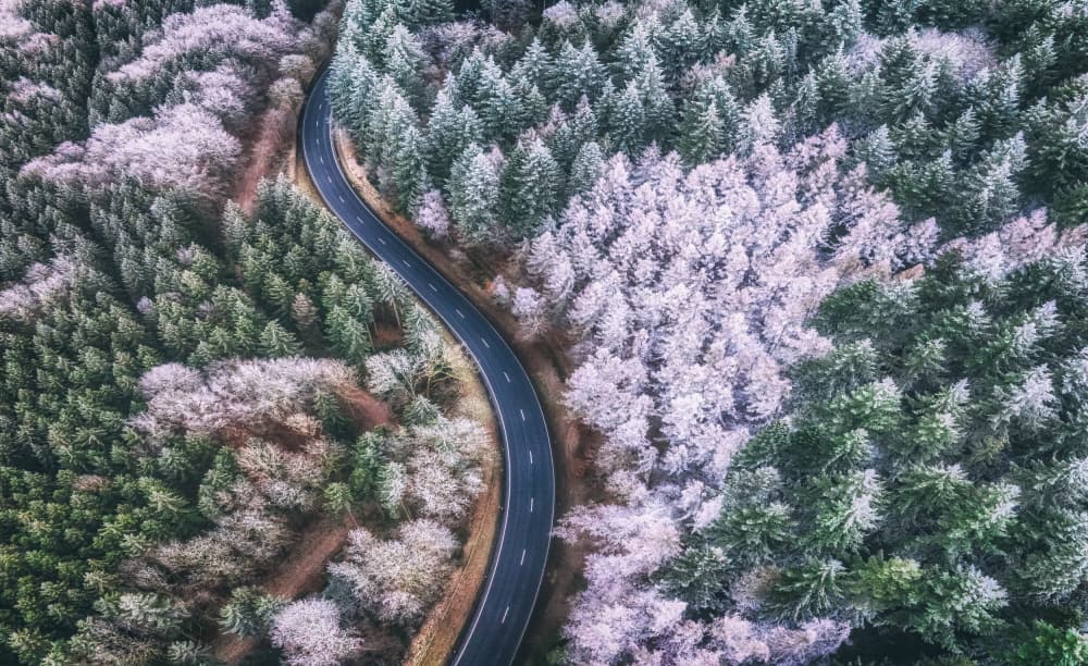 Winding Winter Forest Road by Guy Krier — canvas wall art