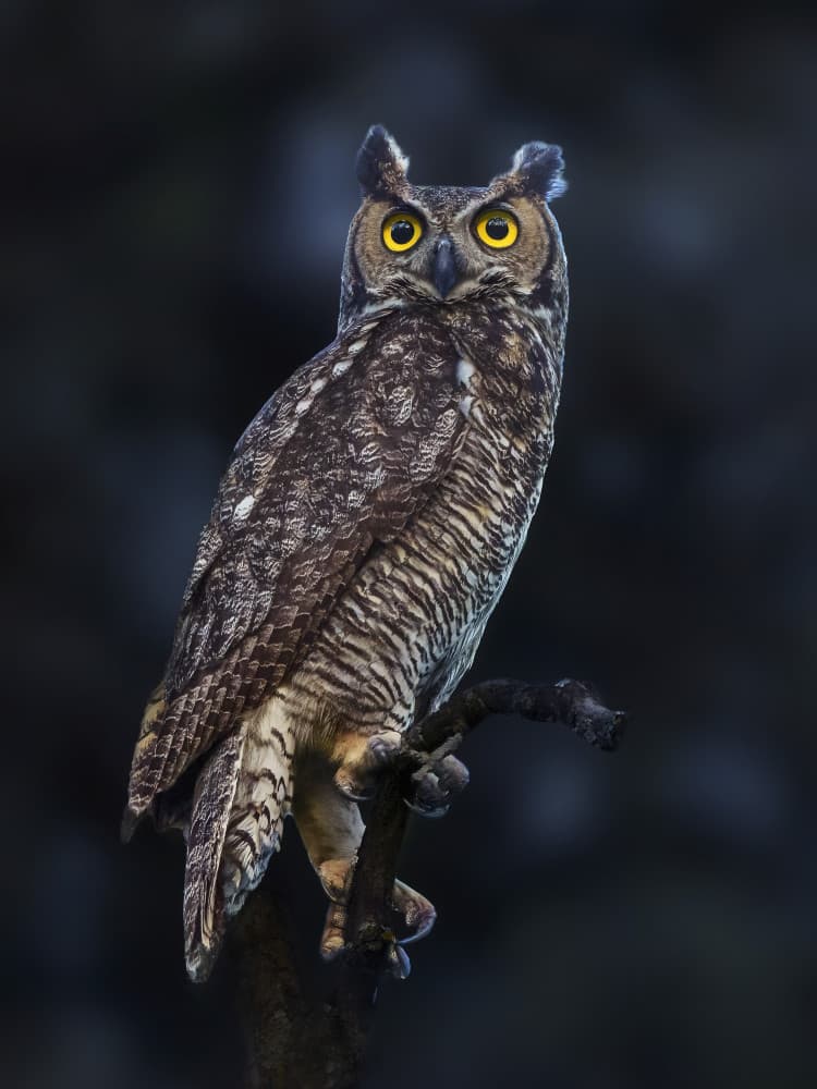 Watchful Horned Owl by Qing Zhao — canvas wall art