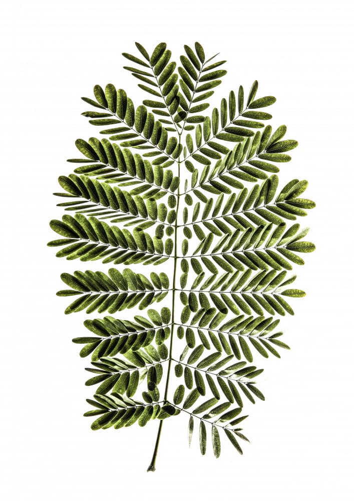 Fern's Symphony by Shot by Clint — canvas wall art