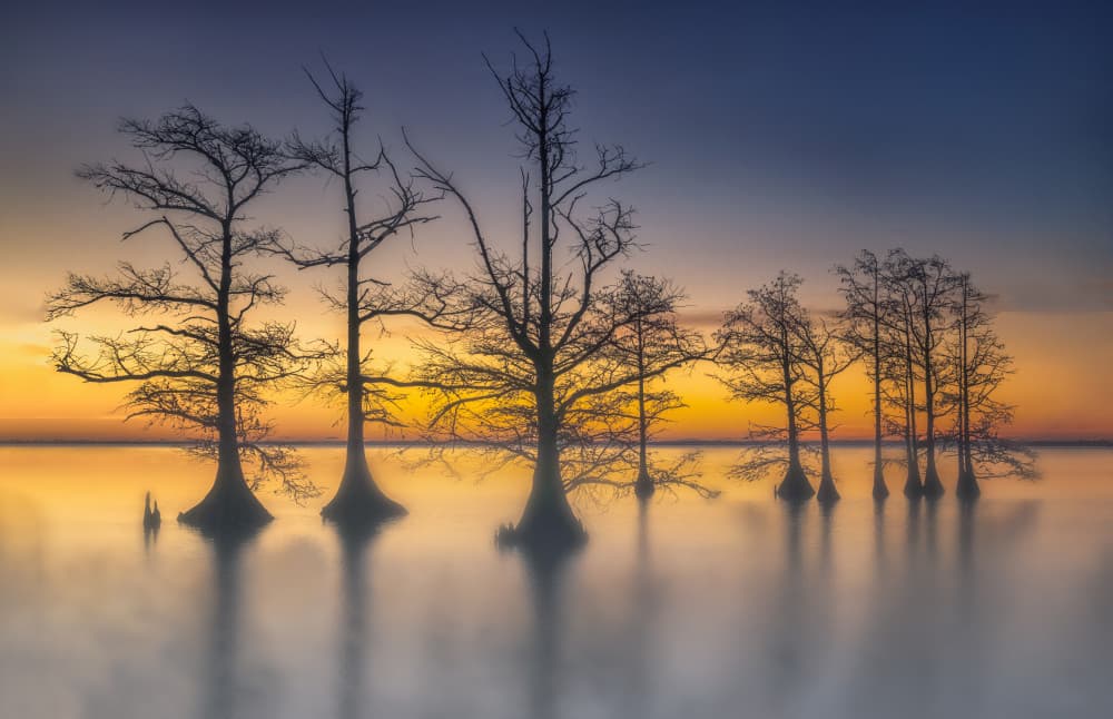 Misty Cypress Sunset by Jianping Yang — canvas wall art