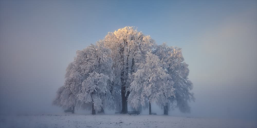 Glowing Frosted Tree by Judith Kuhn — canvas wall art