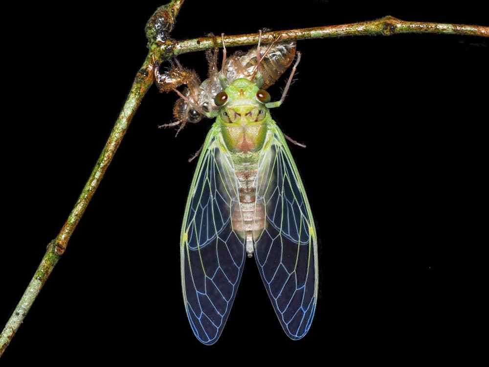 Delicate Cicada Transformation by HuongHoang — canvas wall art