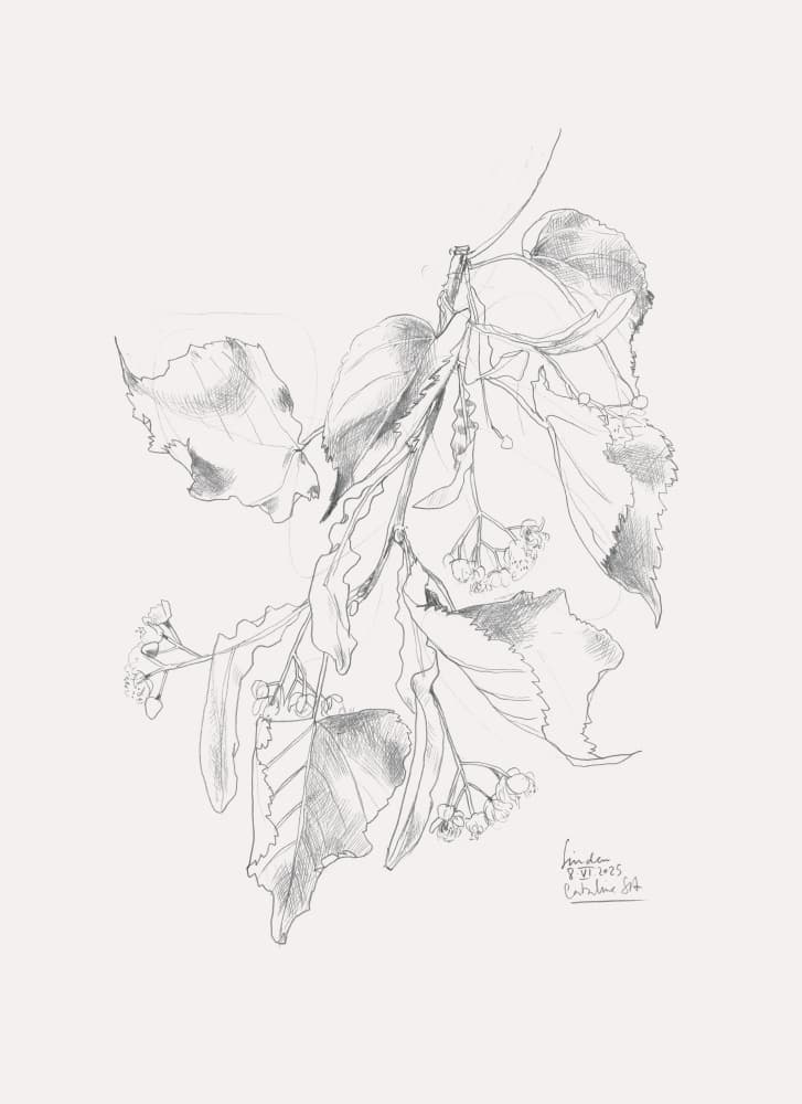 Delicate Linden Sketch