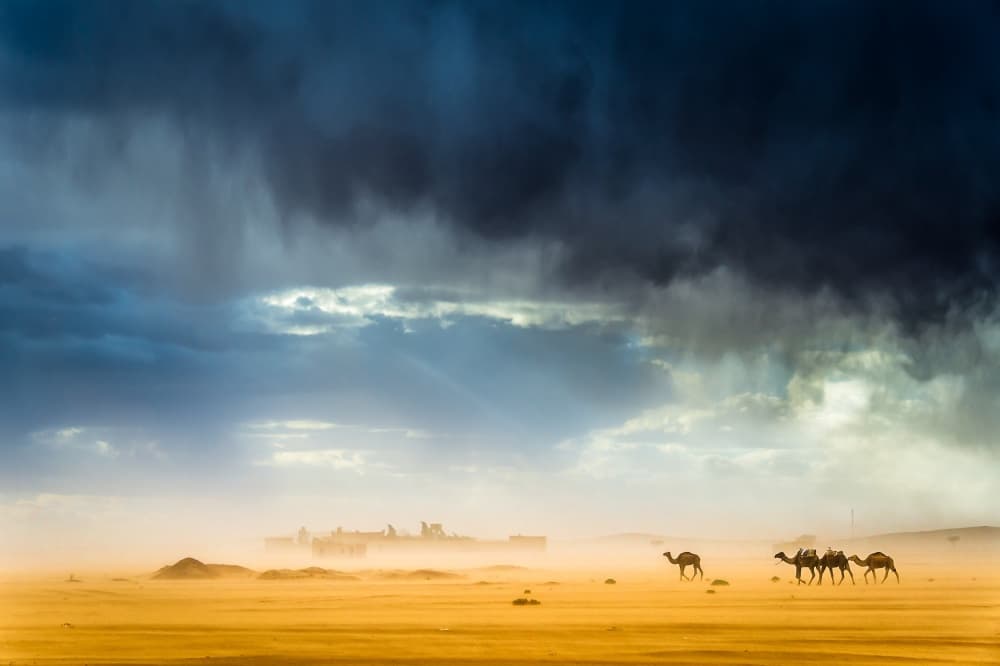 Camels Through Desert Storm by Tristan Shu — canvas wall art
