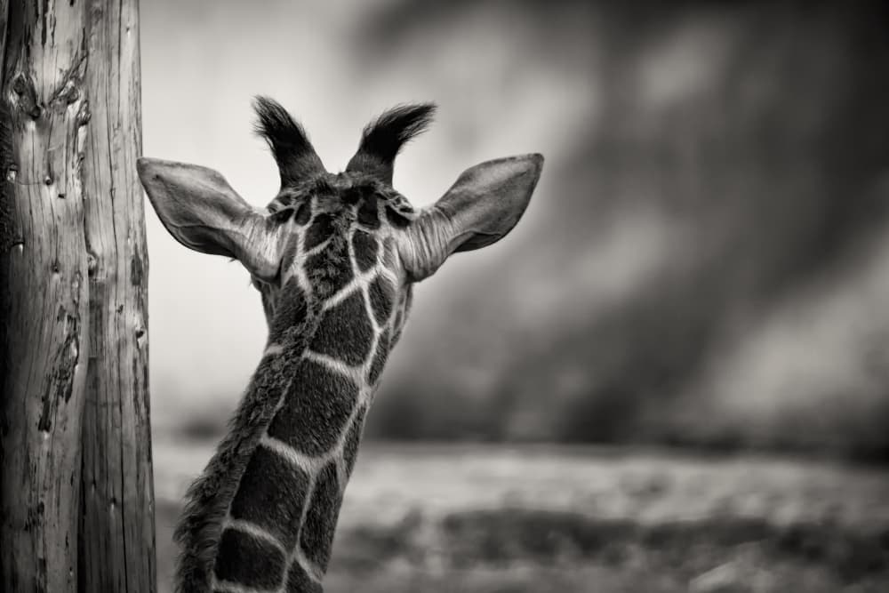 Observing Giraffe by Rolf Lampert — canvas wall art