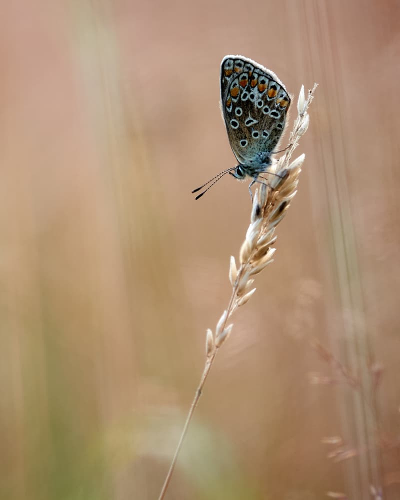 Delicate Butterfly on Grass by Luc Baekelandt — canvas wall art