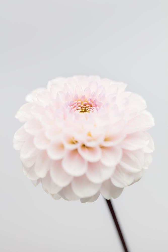Soft Pink Dahlia by Pictufy Studio III — canvas wall art