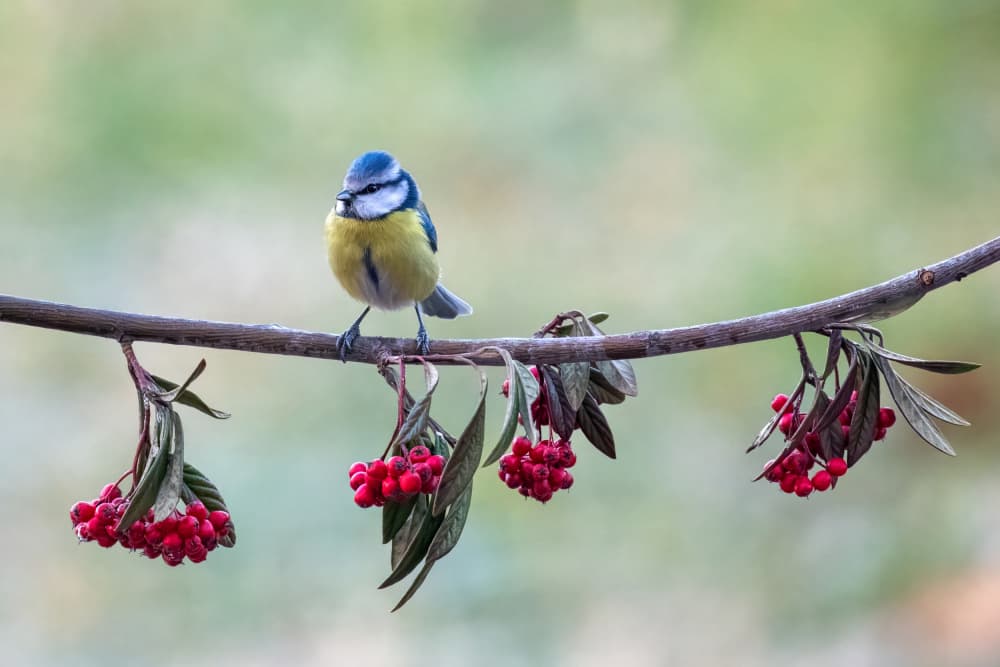 Blue Tit Red Berries by Marco Galimberti — canvas wall art