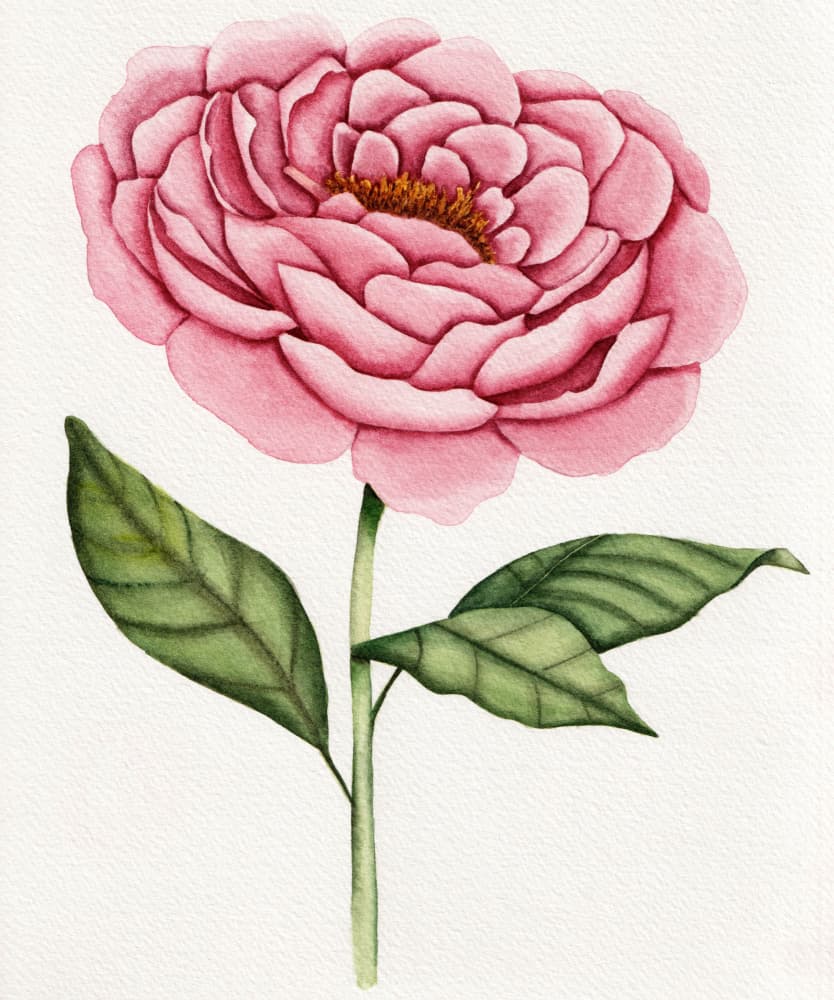 Watercolor Pink Peony by Salome — canvas wall art