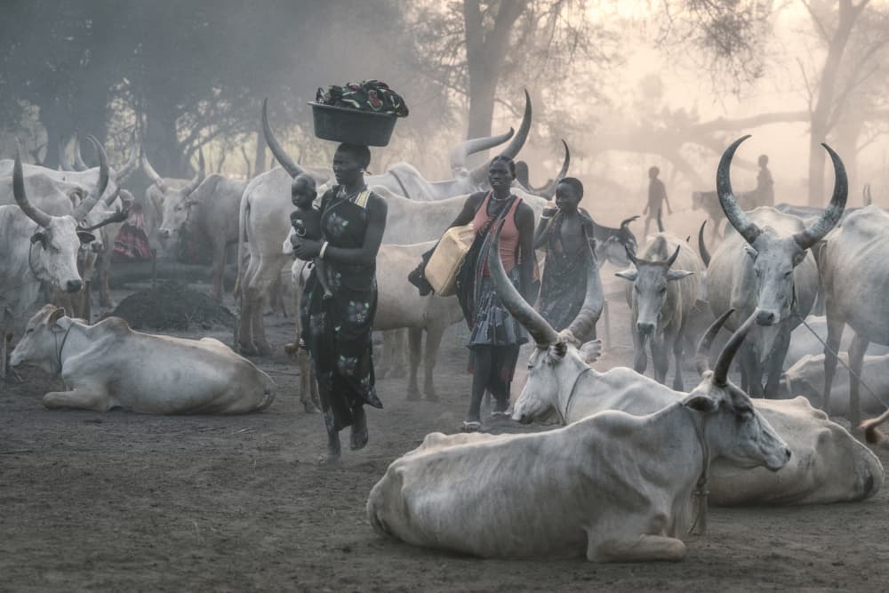 African Cattle Village Life by Trevor Cole — canvas wall art