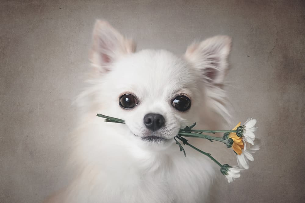 Cute Chihuahua Flowers by Lienjp — canvas wall art