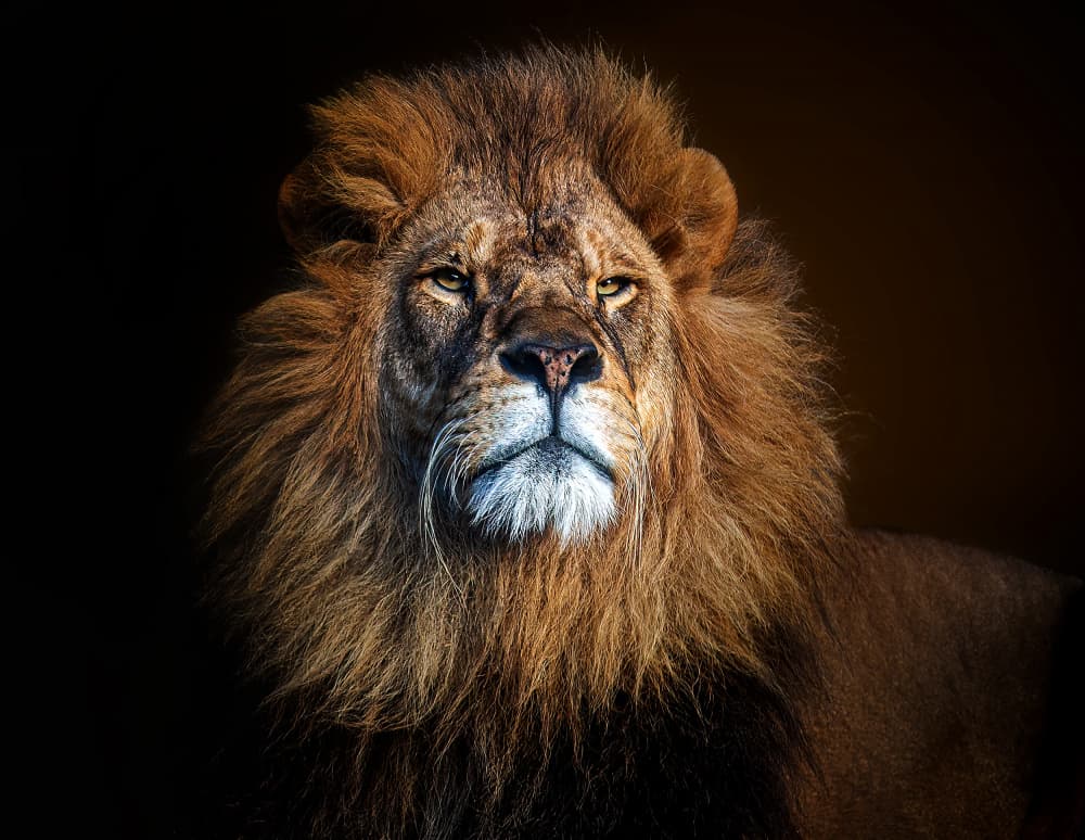 Majestic Lion Gaze by Frank Ma — canvas wall art