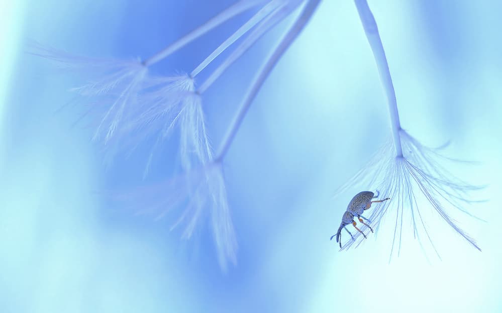 Delicate Beetle Dandelion by Thierry Dufour — canvas wall art