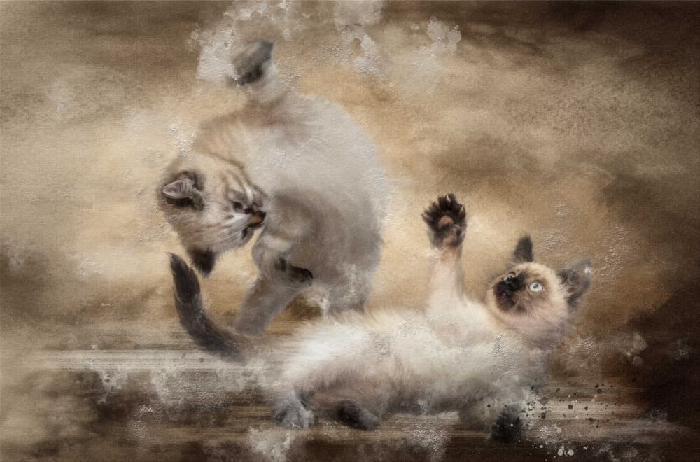 Playful Siamese Kittens by Charlaine Gerber — canvas wall art