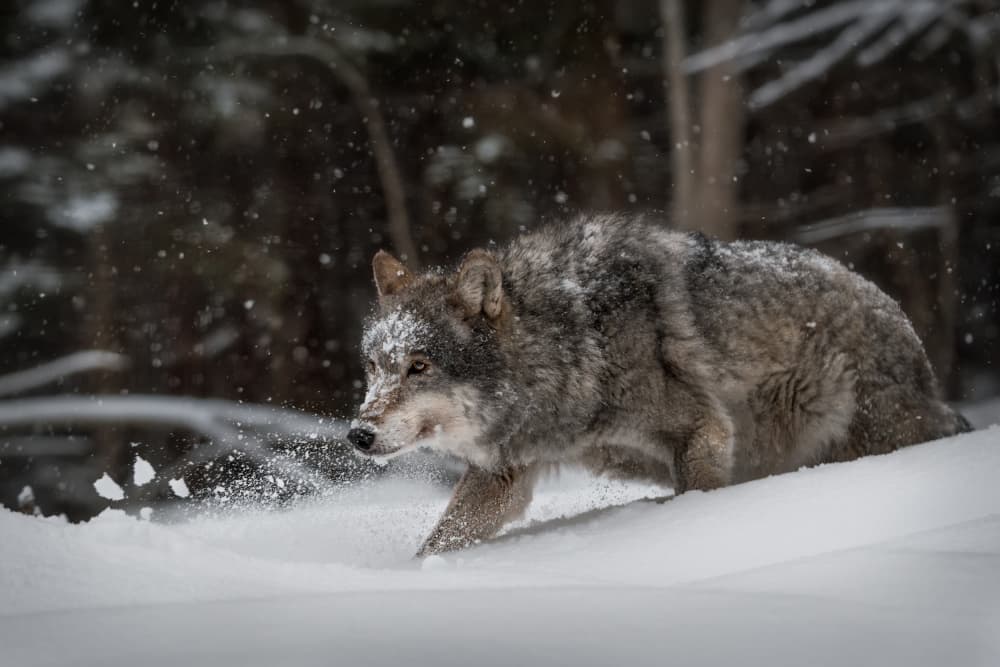 Winter Wolf Stride by Olga Rudchenko — canvas wall art