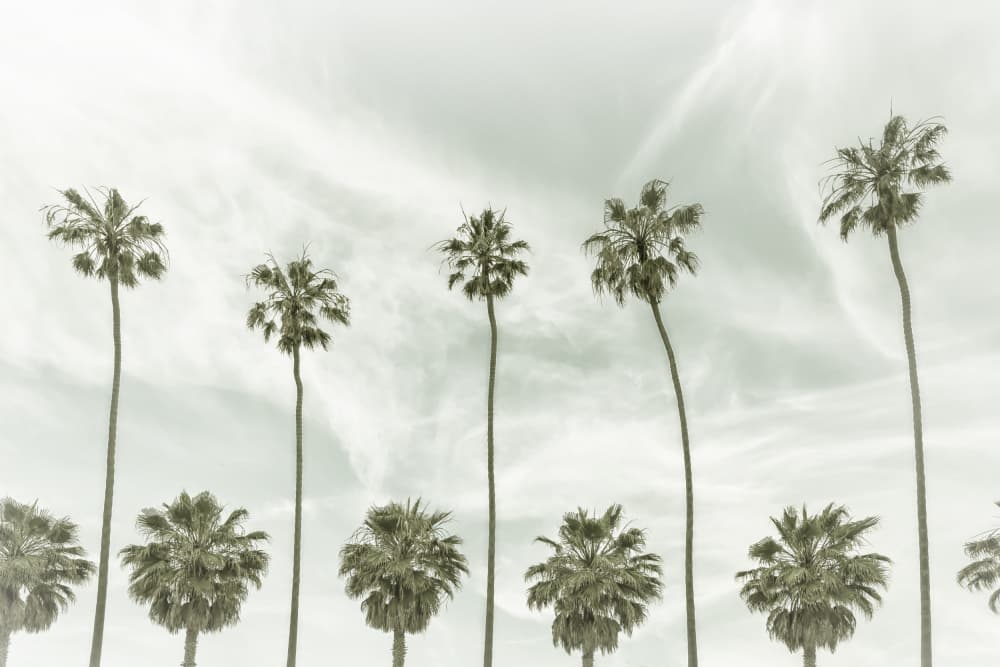 Green Palm Silhouettes by Melanie Viola — canvas wall art